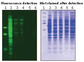 fluor detection Blot stained after detection