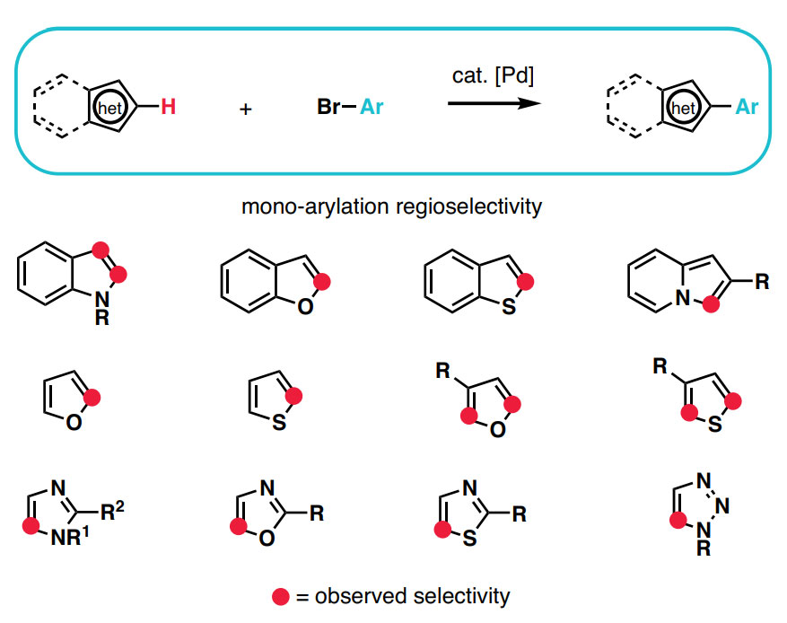 杂芳烃的非定向C–H芳基化反应