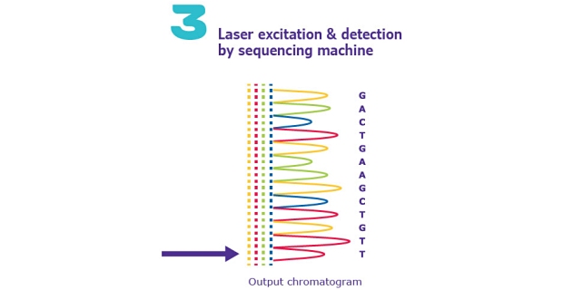 Sanger DNA Sequencing Method