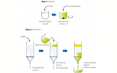 图示为标记和纯化蛋白质的两个步骤，即步骤 1：标记和步骤 2：纯化。
