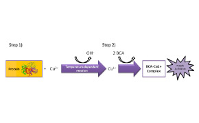 图示流程图为蛋白质和其他化合物的化学反应。