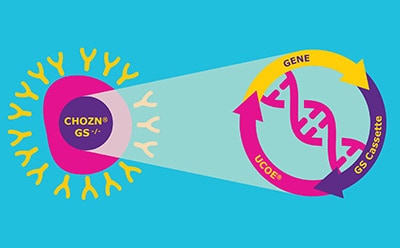 以 CHOZN® GS -/- CHO 细胞系和 UCOE® 表达技术为特色的重组平台图谱