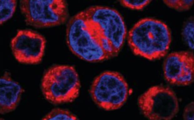 A microscopic image showing multiple round cells with a vivid blue interior and red outlines, set against a black background. The cells appear to be stained for live cell imaging.