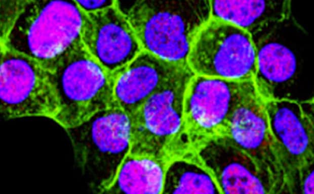 哺乳动物细胞系