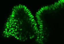荧光染色人 iPS 细胞衍生的结肠有器官组织 SCC300