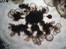 使用 3dGRO™ 人肺器官培养系统培养的源自 iPSC 的人肺器官组织