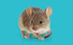 小鼠胚胎培养基