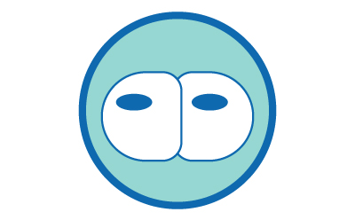 图示：两个圆形细胞，细胞核呈蓝色，被蓝色圆圈包围，代表胚胎发育的 2 细胞阶段。