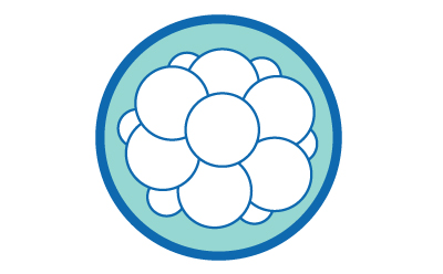 插图：蓝色圆圈中的一簇圆形小细胞，代表蜕膜。