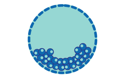 蓝色圆圈底部聚集着许多圆形小细胞的插图，代表胚泡孵化。