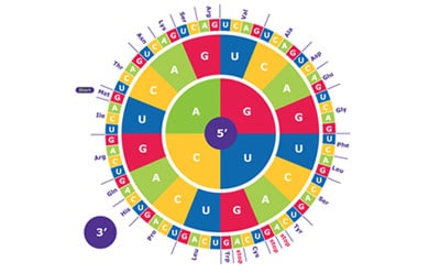 图片上有一个生动的圆形遗传密码图，分成不同的彩色部分，每个部分代表不同的核苷酸碱基组合（A、U、G、C）。
