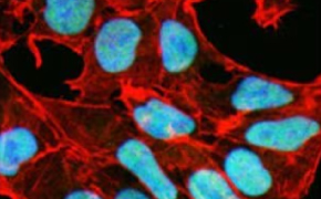 这些细胞呈矩形，覆盖了整个图像，矩形中央的椭圆形代表细胞核。