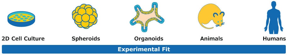 A diagram illustrating different stages of cell culture and experimental fit. From left to right: 2D Cell Culture, Spheroids, Organoids, Animals, and Humans, each represented by corresponding icons.