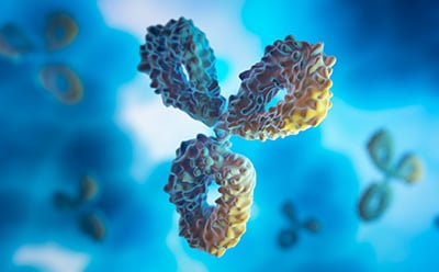 蓝色和黄色的免疫球蛋白G抗体