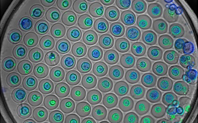 Microscopic image of organoids stained with blue and green fluorescent dyes in a microwell plate.