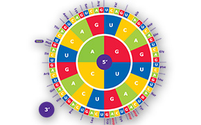 氨基酸密码子转码轮。
