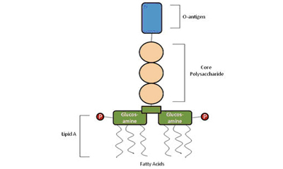 一张标注的示意图，展示了脂多糖（LPS）的结构，详细标注了各组成部分：顶部为O抗原，其下为核心多糖，底部为脂质A，同时在结构中呈现了葡萄糖胺和脂肪酸。
