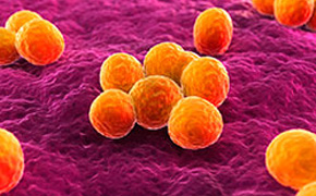 金黄色葡萄球菌