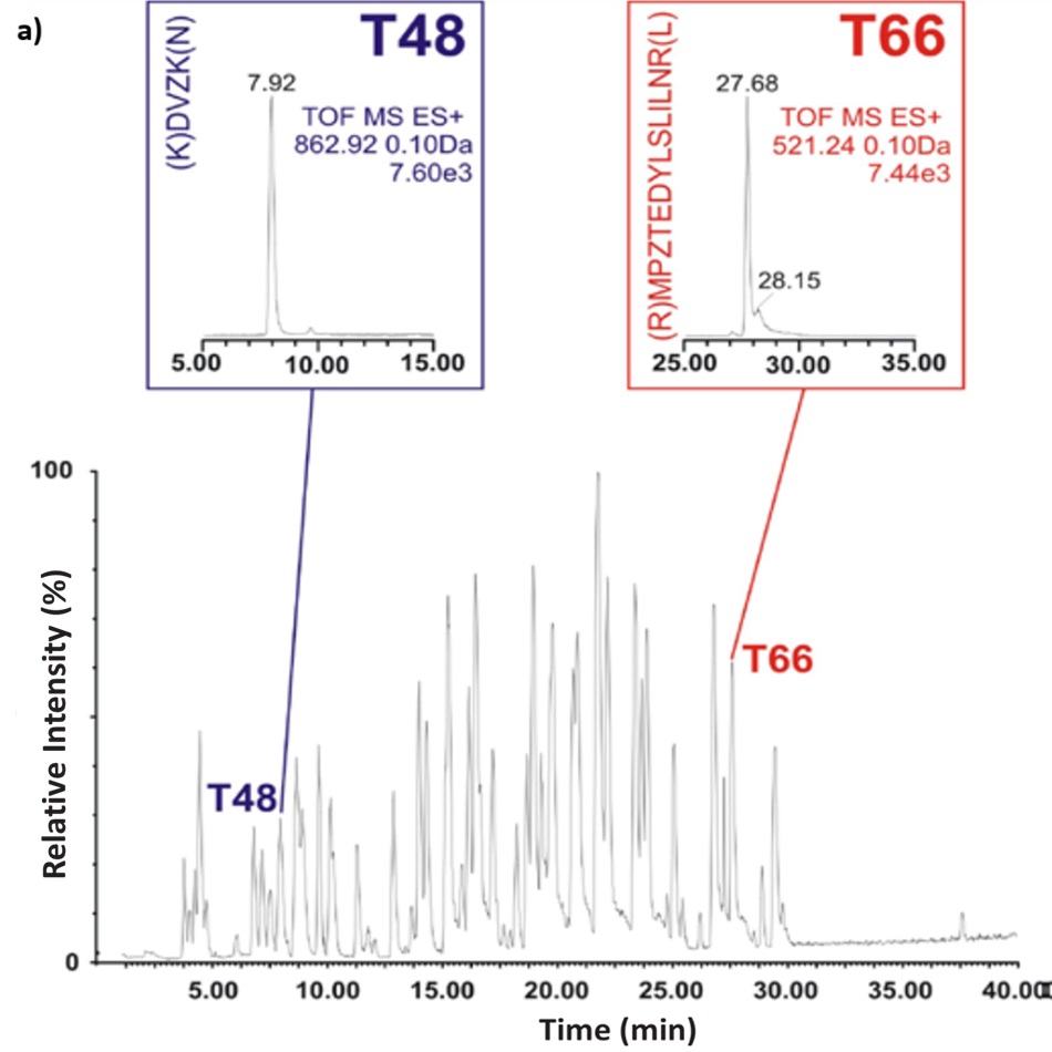 A base peak chromatogram representing peptide mapping of a bovine serum albumin (BSA) tryptic digest analyzed using a C18 reversed-phase liquid chromatography gradient. The x-axis shows retention time in minutes ranging from 0 to 40, while the y-axis represents relative intensity in percentage, scaling from 0 to 100. Two labeled peaks are highlighted on the chromatogram, corresponding to peptide fragments T48 and T66. T48 appears at a retention time of 7.92 minutes and is shown in an inset with the peptide sequence (K)DVZK(N), a molecular weight of 862.92 Da, and a TOF MS ES+ signal of 7.60e3. T66 elutes later, at 27.68 minutes, and its inset displays the sequence (R)MPZTEDYLSLILNR(L), with a molecular weight of 521.24 Da detected as a doubly charged ion, and a TOF MS ES+ signal of 7.44e3. The insets provide zoomed views of their respective ion chromatograms, including start and end times for the elution peaks, overlaid above the corresponding sections of the full chromatogram.