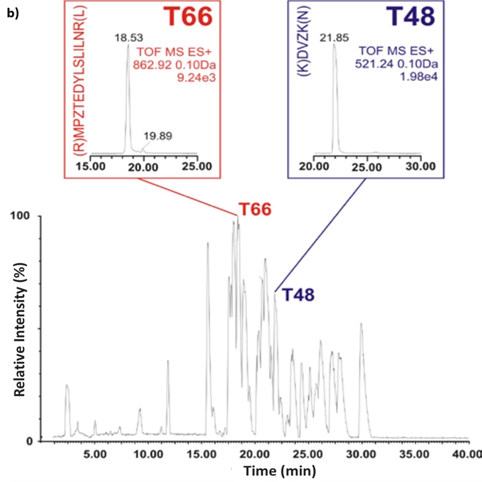 A base peak chromatogram depicting the peptide mapping of a bovine serum albumin (BSA) tryptic digest analyzed using a ZIC®-HILIC gradient. The x-axis displays time in minutes ranging from 0 to 40, and the y-axis indicates relative intensity in percentage, from 0 to 100. Two distinct peaks are annotated as T66 and T48, each connected to insets showing zoomed ion chromatograms. T66 elutes at approximately 18.53 minutes and is represented by the peptide sequence (R)MPZTEDYLSLILNR(L), with a molecular weight of 1723.23 detected as a doubly charged ion, yielding a mass of 862.92 Da and a signal intensity of 9.24e3. T48 elutes later at 21.85 minutes and corresponds to the peptide (K)DVZK(N), a smaller fragment with a molecular weight of 520.23 detected at 521.24 Da and a signal intensity of 1.98e4. The insets provide magnified views of their respective elution profiles between 15 to 25 minutes for T66 and 20 to 30 minutes for T48, overlaying the corresponding peaks on the full chromatogram trace.
