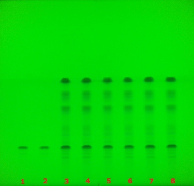 TLC chromatogram for glycyrrhizzic acid under UV 254 nm TLC plate under 254 nm UV showing multiple lanes with glycyrrhizic acid bands for sample identification.