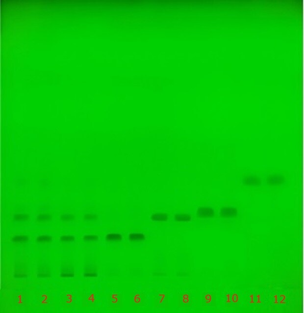 TLC plate under UV 254 nm showing separated catechin bands across tracks 1–12 for standards and green tea extract.