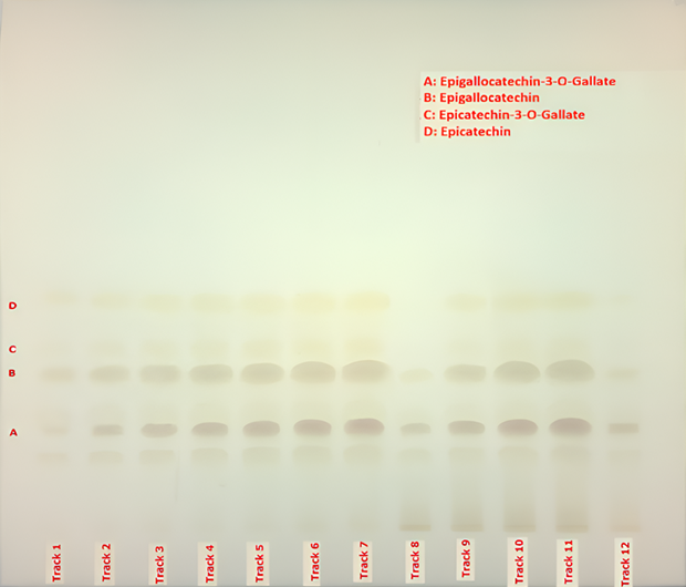 TLC plate under visible light showing separated catechin bands labeled A to D across tracks 1 to 12 for green tea extract analysis.