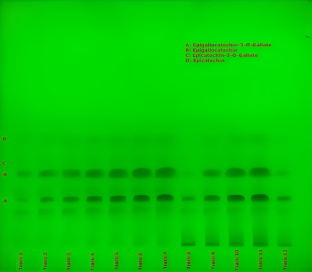 TLC plate under UV 254 nm showing labeled catechin bands A to D across tracks 1 to 12 for green tea extract 