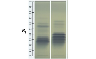 Two Silica Gel 60 RP18 F254  plates kept next to each other showing blue bands in different intensities as obtained for olive and corn oil in fixed oil samples with a measuring scale placed on the extreme left.
