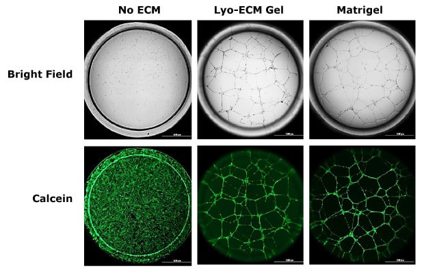 The image is segmented into six images. The top images are visualized using brightfield microscopy. The top right image is a insert with no ECM, and looks clear. The top middle image is cells seeded in Lyo-ECM gel, and shows a cellular monolayer. The top right image is cells seeded in Matrigel and also shows a cellular monolayer. The bottom three images are visualized using fluorescent microscopy.  The top right image is a insert with no ECM, and shows background fluorescence. The top middle image is cells seeded in Lyo-ECM gel, and shows a cellular monolayer through Calcein staining. The top right image is cells seeded in Matrigel and also shows a cellular monolayer through Calcein staining. 