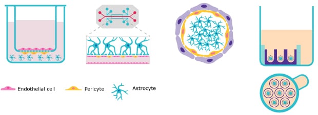 Blood Brain Barrier In Vitro Model Schematic New Blood brain barrier in vitro model schematic