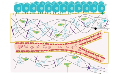 Extracellular matrix