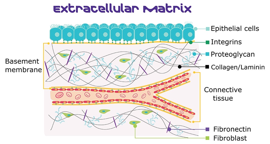extracellular matrix extracellular matrix