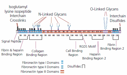 Fibronectin (FN) Fibronectin (FN)