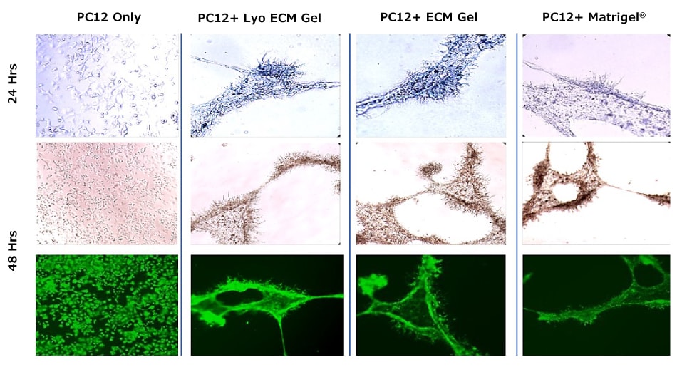 Twelve images of PC12 cells. The top set of images shows PC12 cells grown alone, in Lyo ECM Gel, ECM gel, or Matrigel® after 24 hours.  The middle set of images shows PC12 cells grown alone, in Lyo ECM Gel, ECM gel, or Matrigel® after 48 hours. The bottom set of fluorescent microscopy images shows PC12 cells grown alone, in Lyo ECM Gel, ECM gel, or Matrigel® after 48 hours.