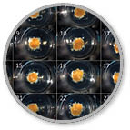 rock-science-3D-multicellular-spheroids