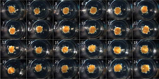 3D human liver tissue bioprinted on Corning Transwell permeable supports. Image courtesy of Organovo.