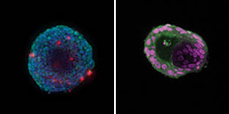 rock-science-Spheroids-vs-Organoids
