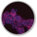 rock-science-spheroid-models