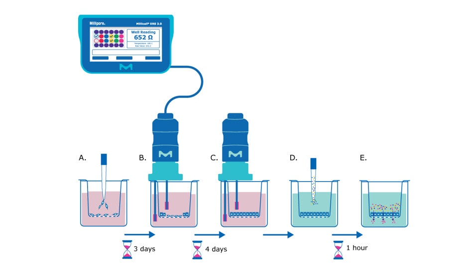 Barrier assay principle using Millicell® hanging cell culture inserts. The cells are seeded in the insert and after three days researchers use the Millicell 3.0 ERS to take TEER measurements. 7 days after seeding the TEER measurements should plateau, the media can be exchanged, and a permeability assay dye can be added. Small molecules can be added and incubated with the monolayer and pass-through can be measured.