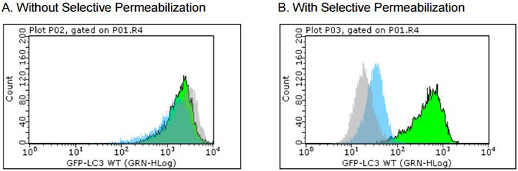 GFP-LC3稳定的报告基因细胞系，用于检测自噬速率和进行药物筛选