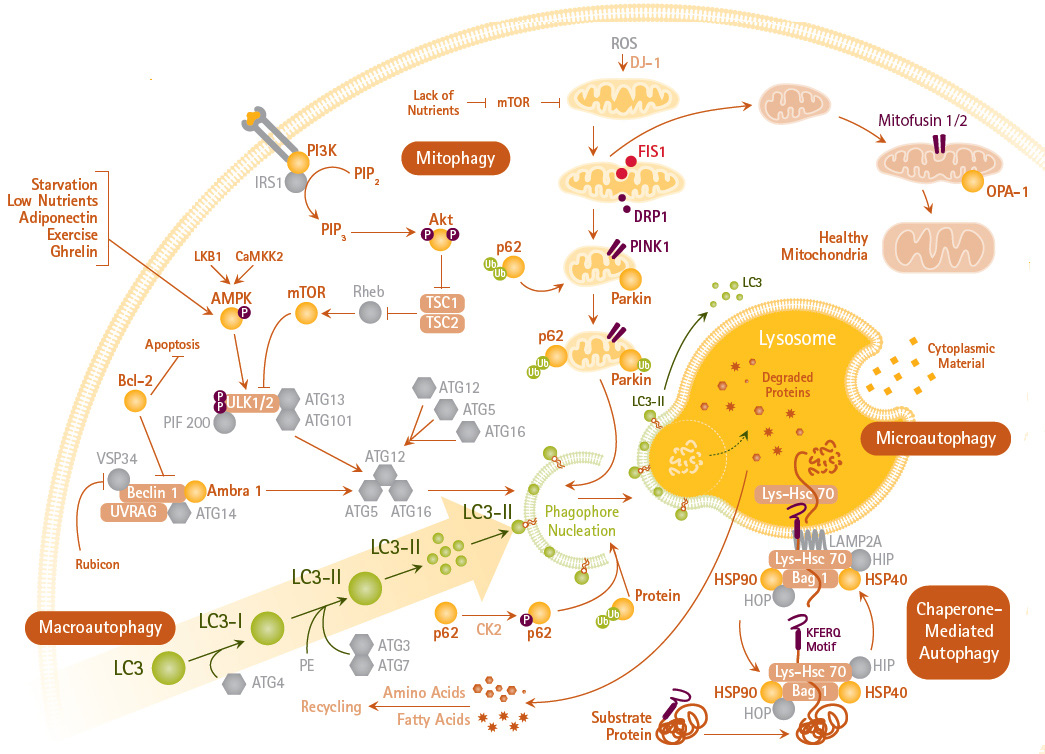 Autophagy Mechanisms and Signaling Pathways