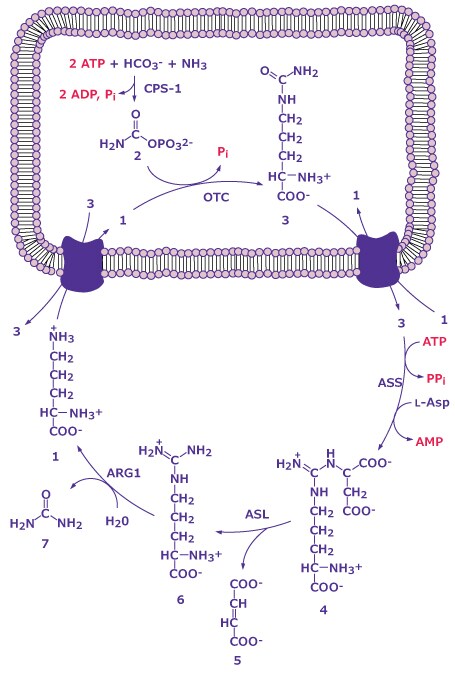 The reactions of the urea cycle