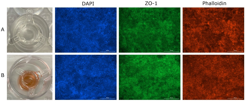 Millicell® 1.0 μm Clear Inserts Storage Conditions Fluorescence images of Millicell® inserts stored at 4°C with PBS and antifade solution after one week