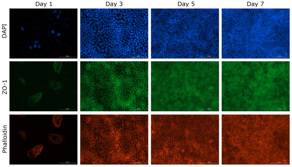 MDCK II Cell Times Course Fluorescence imaging of time course of MDCKII cells growing on a clear Millicell® insert