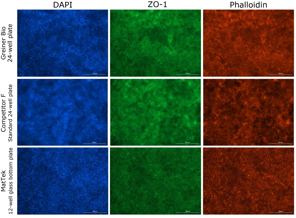 MDCK II Cells Grown on Millicell® Inserts Fluorescence imaging of MDCK II cells grown on Millicell® 1.0 μm clear inserts in different plates