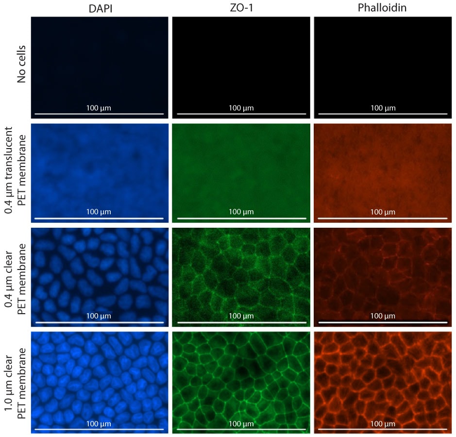 Fluorescence imaging of MDCK II cells grown on Millicell® 1.0 μm clear inserts Fluorescence imaging of MDCK II cells grown on Millicell® 1.0 μm clear inserts