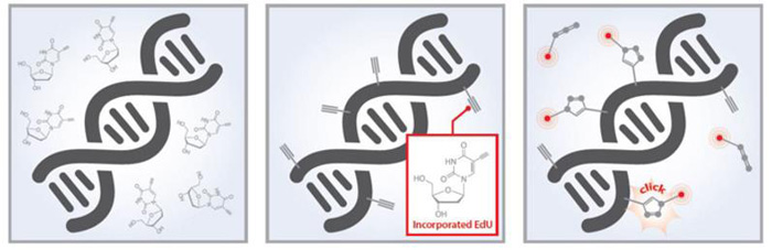 Edu-Click cell proliferation kits