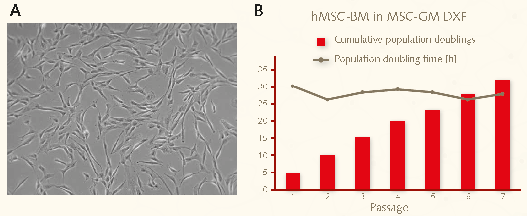 Growth performance of bone marrow derived hMSCs on fibronectin coated plastic