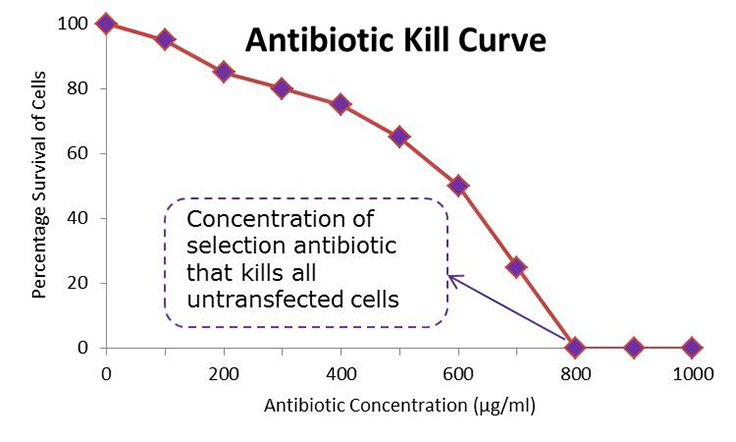 Mock antibiotic kill curve. horizontal axis is antibiotic concentration at micrograms per milliliter and vertical axis is the percentage survival of cells. As the antibiotic concentration increases the percentage survival of cells decreases until at 800 micrograms per milliliter it reaches the 0 percent survival. This is the concentration of selection antibiotic that kills all untransfected cells. 